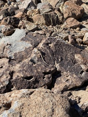 Crotaphytus bicinctores