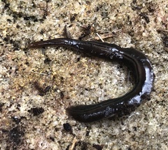 Australopacifica