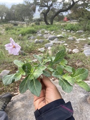 Lycianthes peduncularis