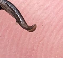 Australopacifica
