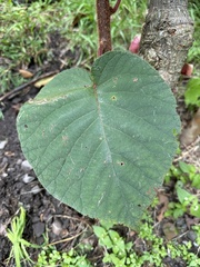 Actinidiaceae