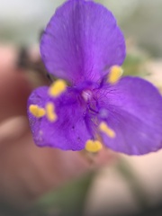 Tradescantieae