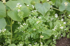 Valeriana chaerophylloides