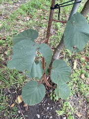 Actinidiaceae