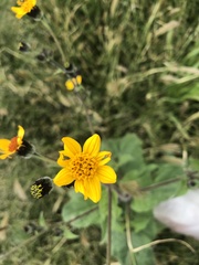 Simsia lagasceiformis