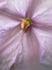Lycianthes peduncularis