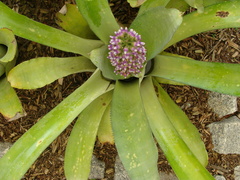 Aechmea castelnavii