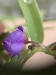 Tradescantieae