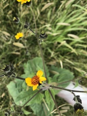 Simsia lagasceiformis