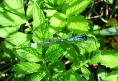 Coenagrion angulatum