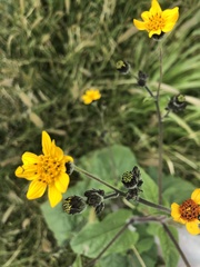 Simsia lagasceiformis