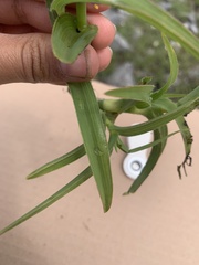 Tradescantieae