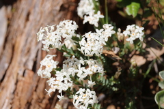 Pimelea glauca