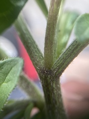Lycianthes peduncularis