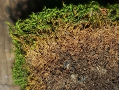 Tortella tortuosa