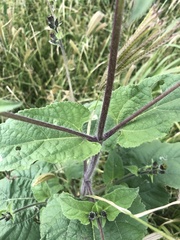 Simsia lagasceiformis