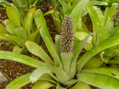 Aechmea castelnavii