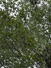 Alnus formosana