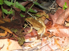 Limnonectes paramacrodon