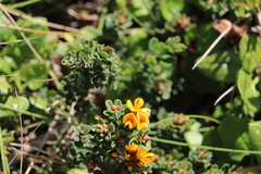Pultenaea stricta