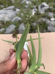 Tradescantieae