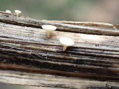 Hymenoscyphus scutula