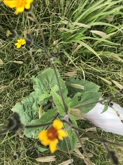 Simsia lagasceiformis