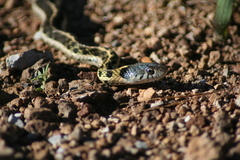 Thamnophis cyrtopsis