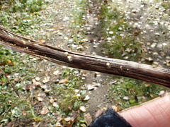 Hymenoscyphus scutula