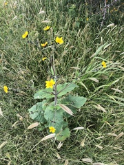 Simsia lagasceiformis