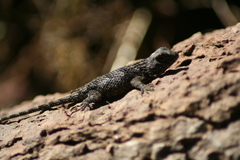 Sceloporus clarkii boulengeri