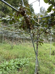 Actinidiaceae