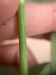 Tradescantieae