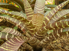 Vriesea fosteriana
