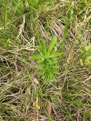 Senecio madagascariensis