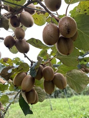 Actinidiaceae