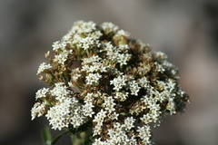 Stevia