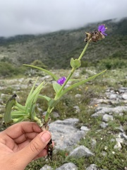 Tradescantieae