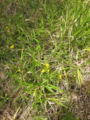 Senecio madagascariensis