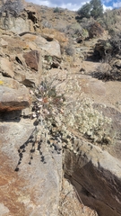 Eriogonum rupinum