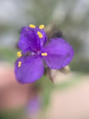 Tradescantieae