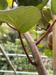 Actinidiaceae