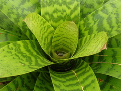 Vriesea hieroglyphica