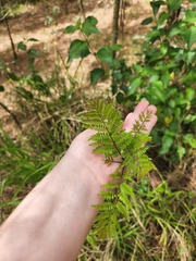 Jacaranda mimosifolia