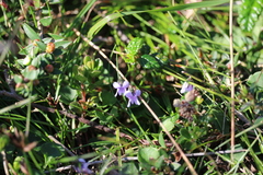 Viola sieberiana
