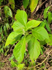 Cornutia pubescens