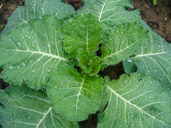 Brassica oleracea