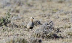 Oreopholus ruficollis