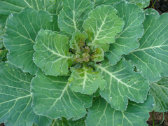 Brassica oleracea