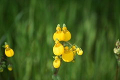 Calceolaria corymbosa
